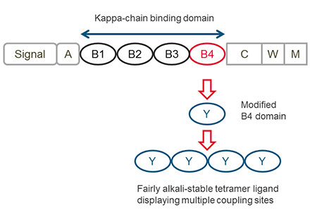 proteinL_ligand-structure.jpg